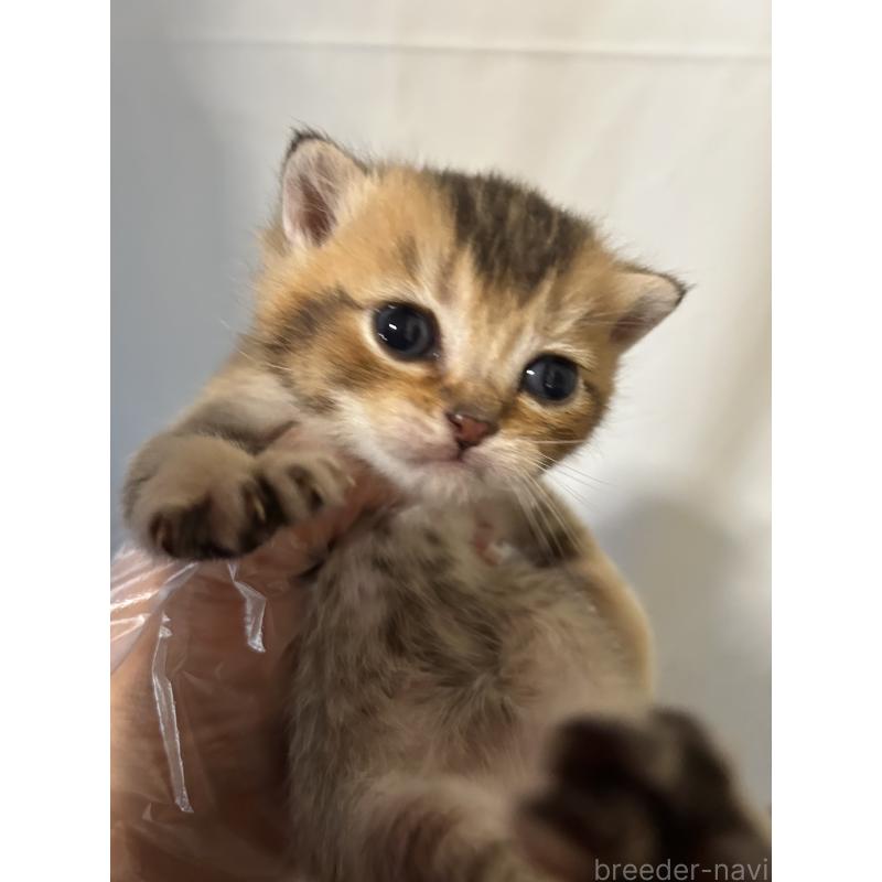 販売中の群馬県のブリティッシュショートヘア-132318の6枚目