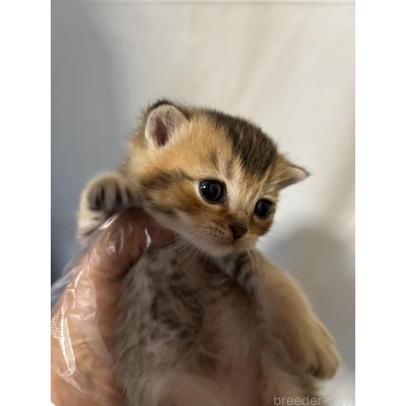 販売中の群馬県のブリティッシュショートヘア-132318の5枚目