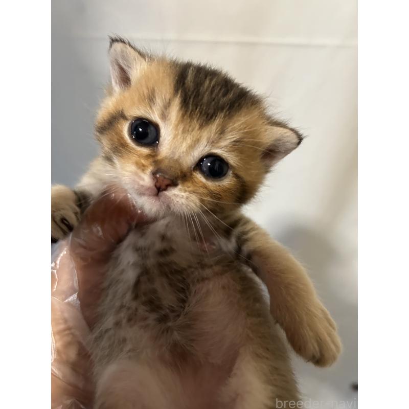 販売中の群馬県のブリティッシュショートヘア-132318の4枚目