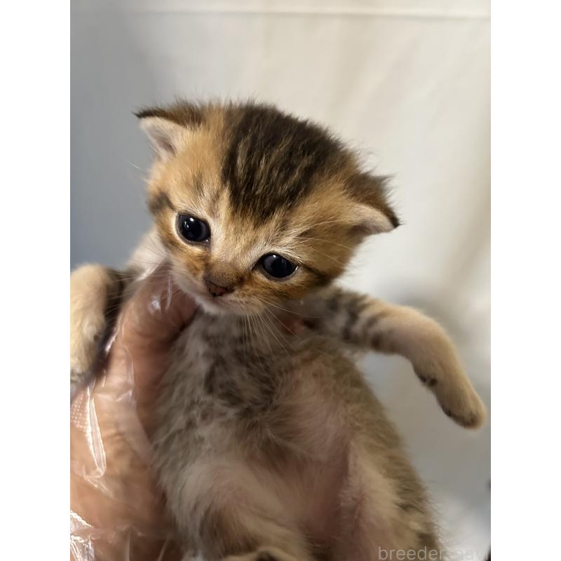 販売中の群馬県のブリティッシュショートヘア-132318の3枚目