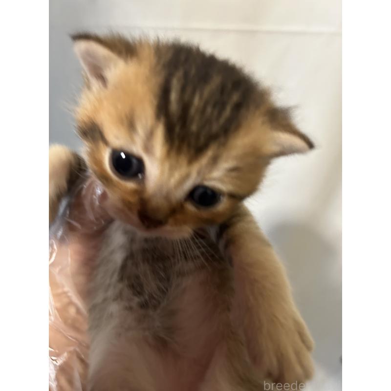 販売中の群馬県のブリティッシュショートヘア-132318の2枚目