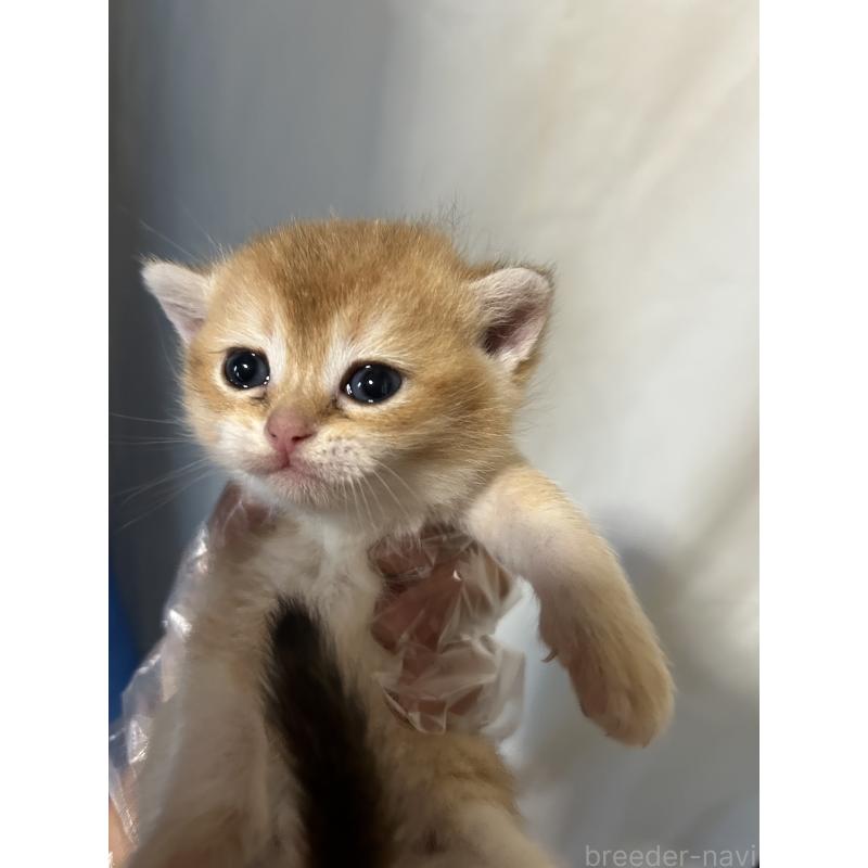 販売中の群馬県のブリティッシュショートヘア-132319の6枚目