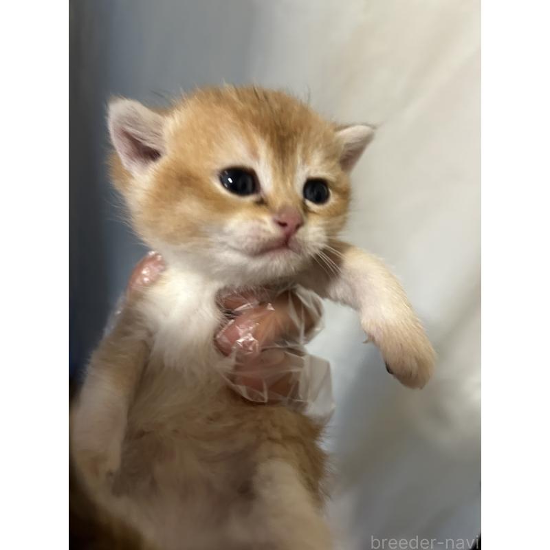 販売中の群馬県のブリティッシュショートヘア-132319の5枚目