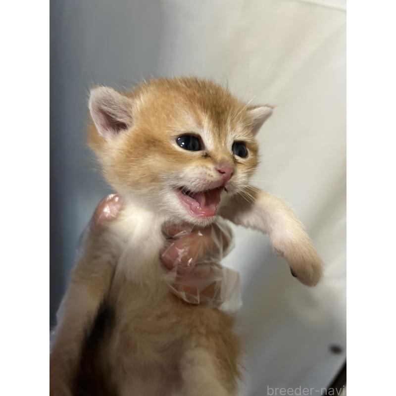 販売中の群馬県のブリティッシュショートヘア-132319の4枚目