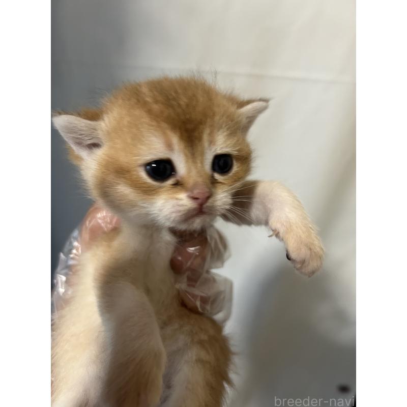 販売中の群馬県のブリティッシュショートヘア-132319の3枚目