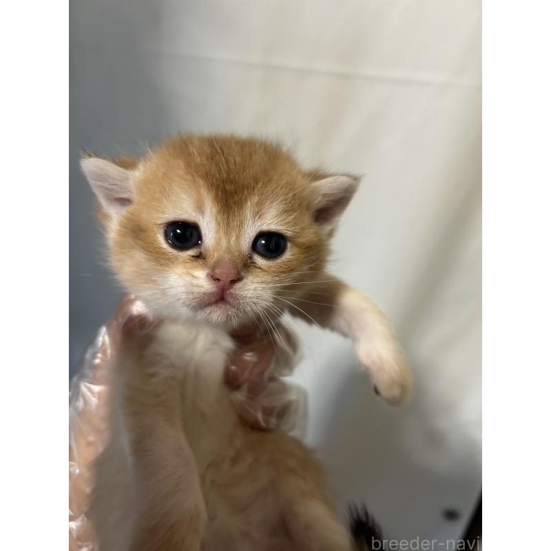 販売中の群馬県のブリティッシュショートヘア-132319の2枚目