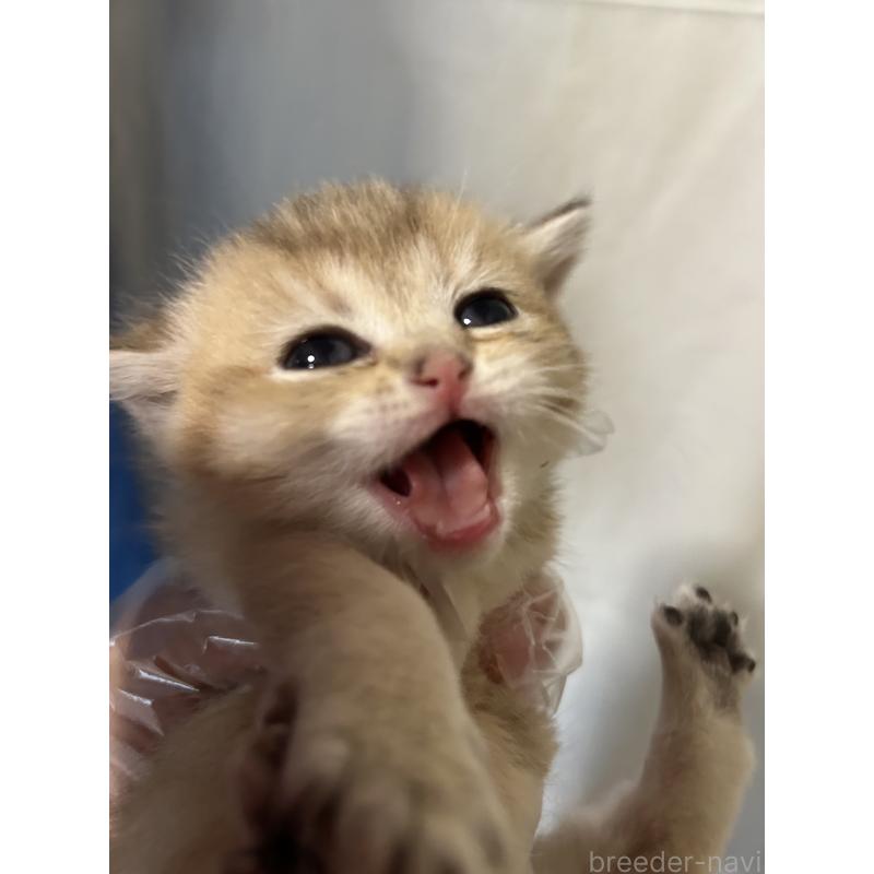 販売中の群馬県のブリティッシュショートヘア-132320の3枚目