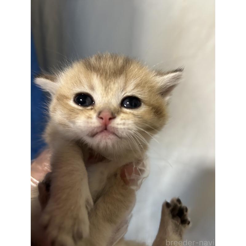 販売中の群馬県のブリティッシュショートヘア-132320の2枚目