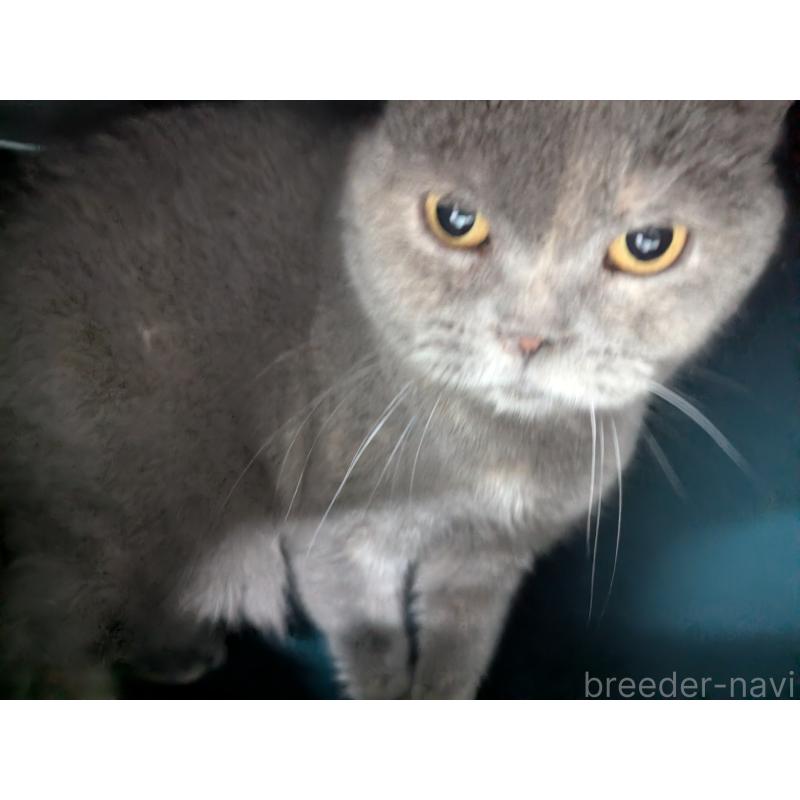 販売中の神奈川県のブリティッシュショートヘア-132321の3枚目