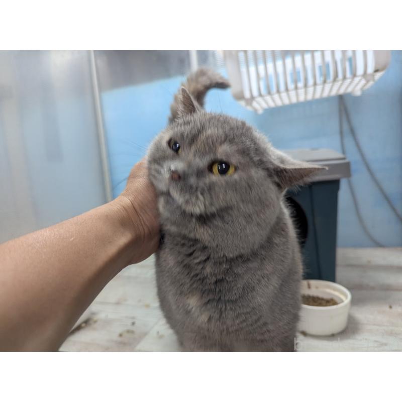 販売中の神奈川県のブリティッシュショートヘア-132321の2枚目