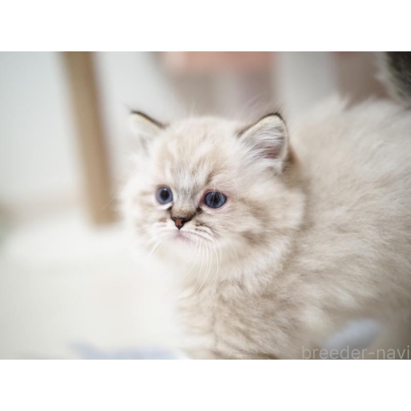 販売中の埼玉県のラグドール-131230の28枚目