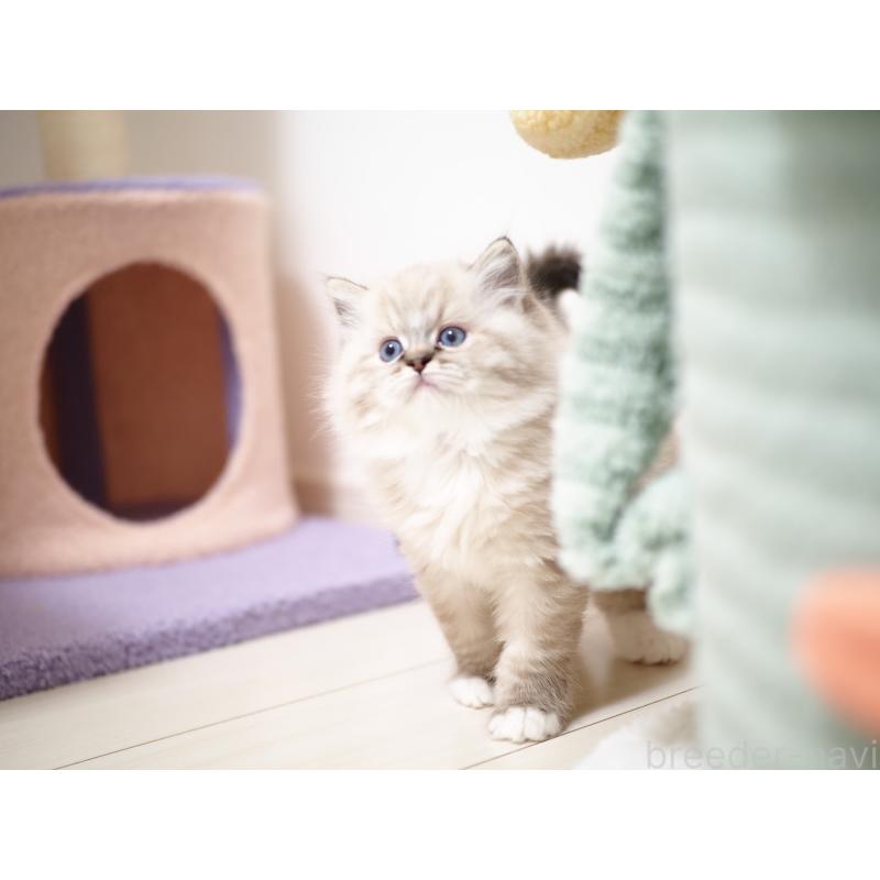 販売中の埼玉県のラグドール-131230の27枚目