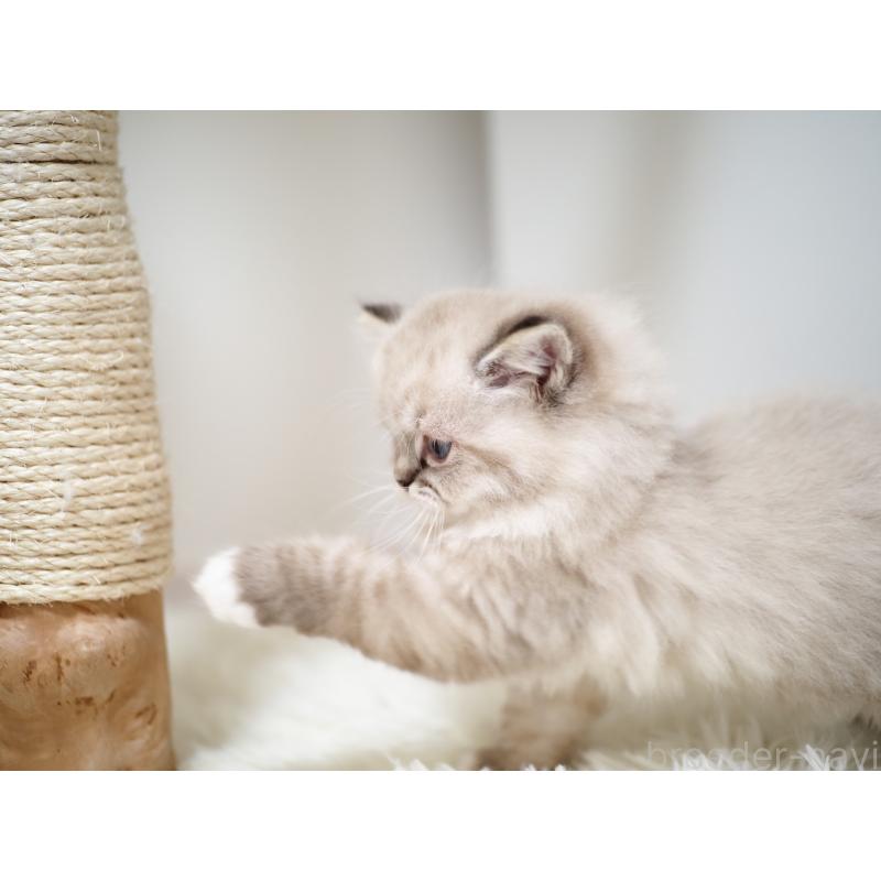 販売中の埼玉県のラグドール-131230の26枚目