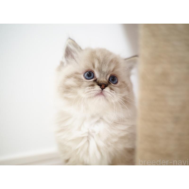 販売中の埼玉県のラグドール-131230の25枚目