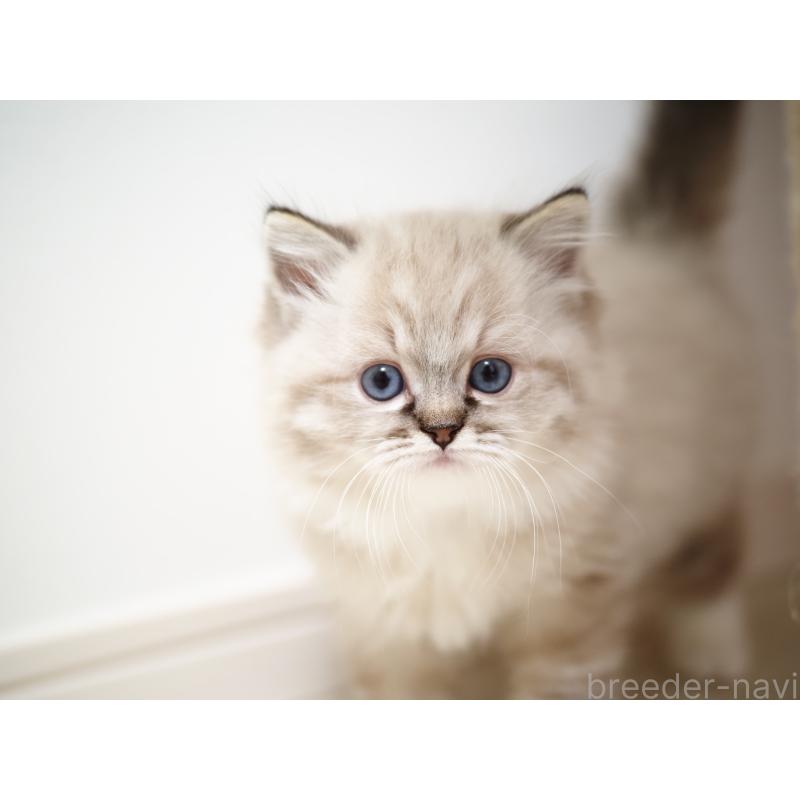 販売中の埼玉県のラグドール-131230の24枚目