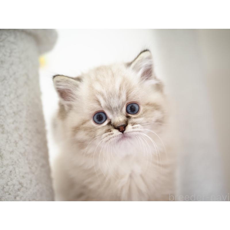 販売中の埼玉県のラグドール-131230の22枚目