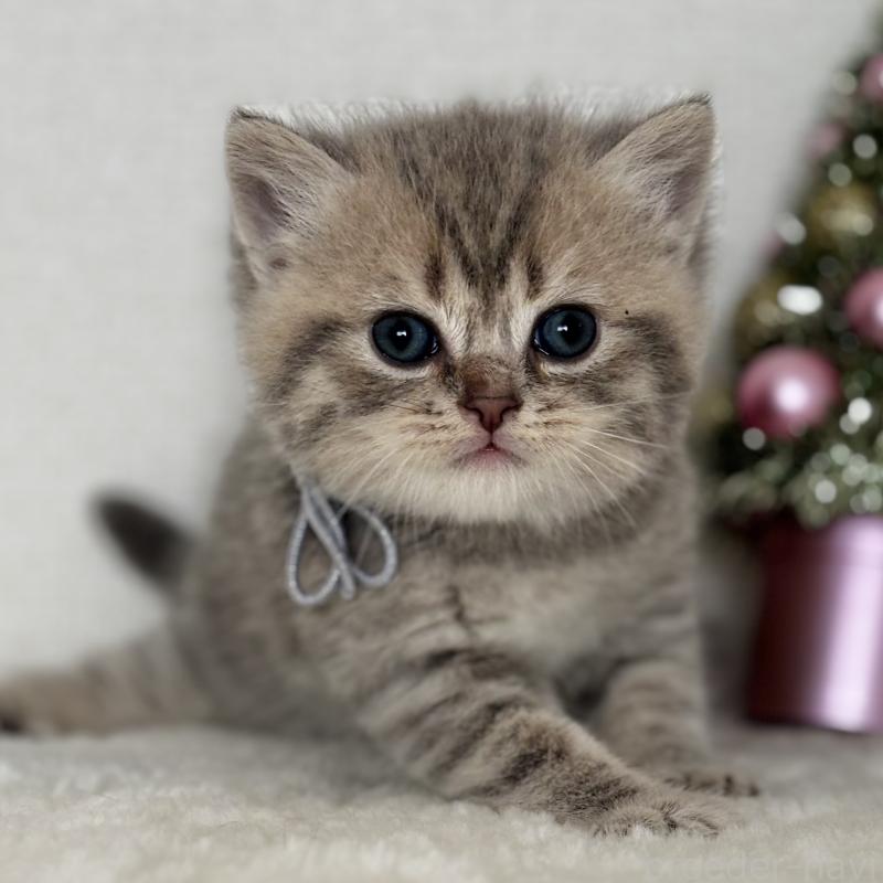 販売中の埼玉県のブリティッシュショートヘア-132322の1枚目