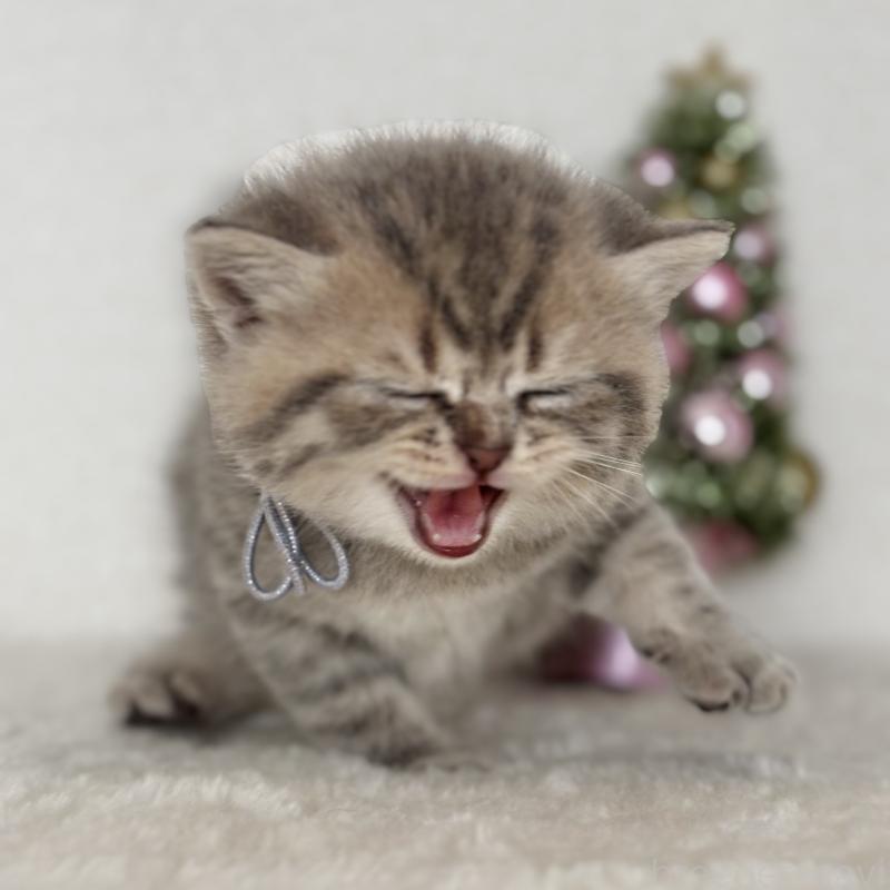 販売中の埼玉県のブリティッシュショートヘア-132322の4枚目