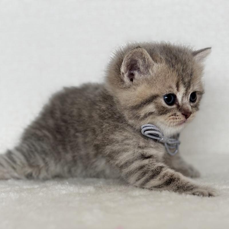 販売中の埼玉県のブリティッシュショートヘア-132322の3枚目