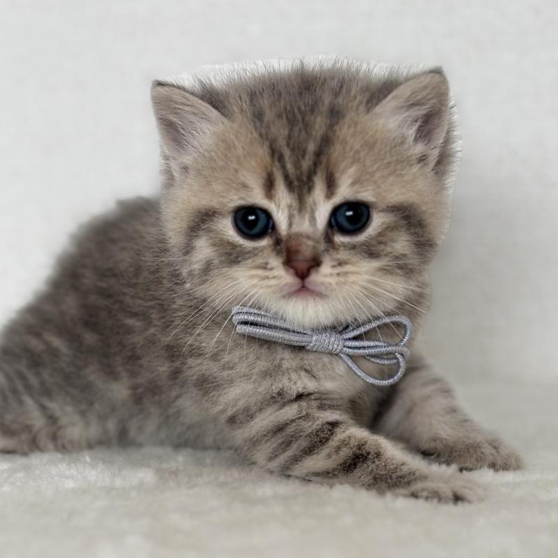 販売中の埼玉県のブリティッシュショートヘア-132322の2枚目