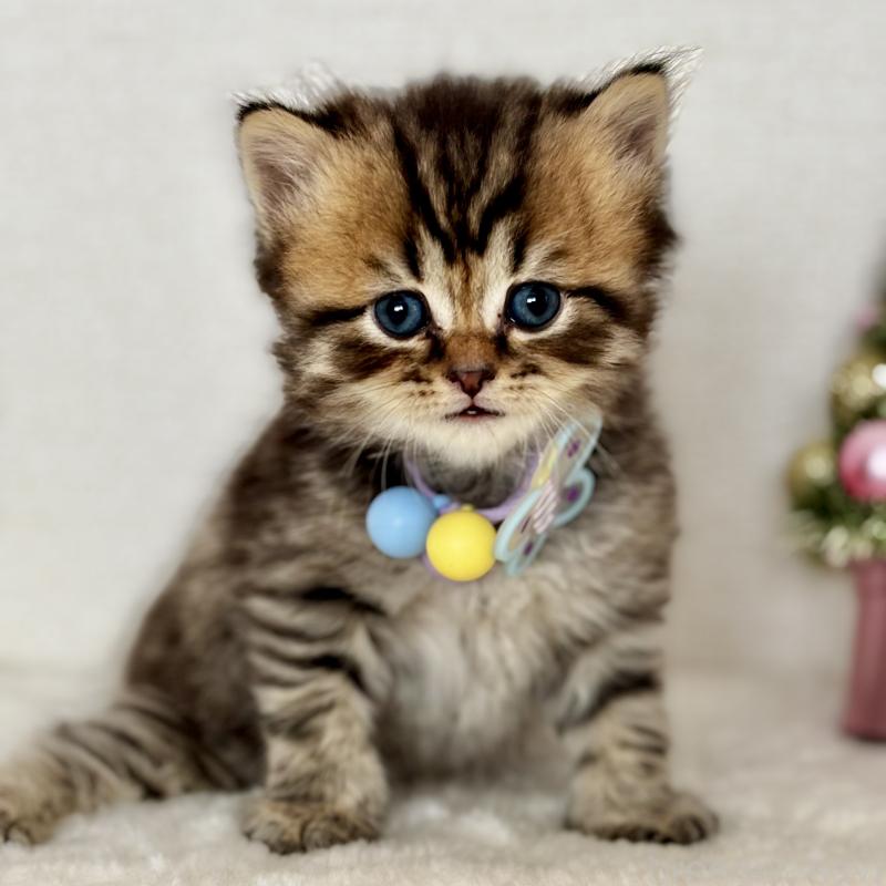 販売中の埼玉県のブリティッシュショートヘア-132323