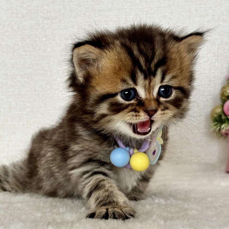 販売中の埼玉県のブリティッシュショートヘア-132323の3枚目