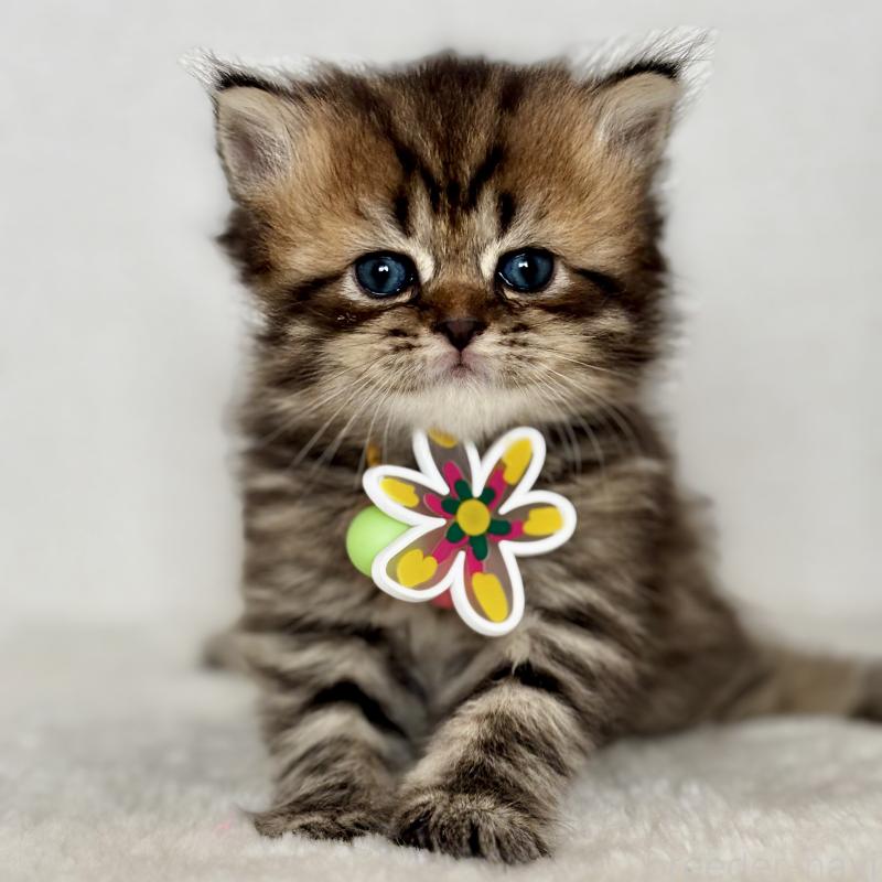 販売中の埼玉県のブリティッシュロングヘア-132324の5枚目