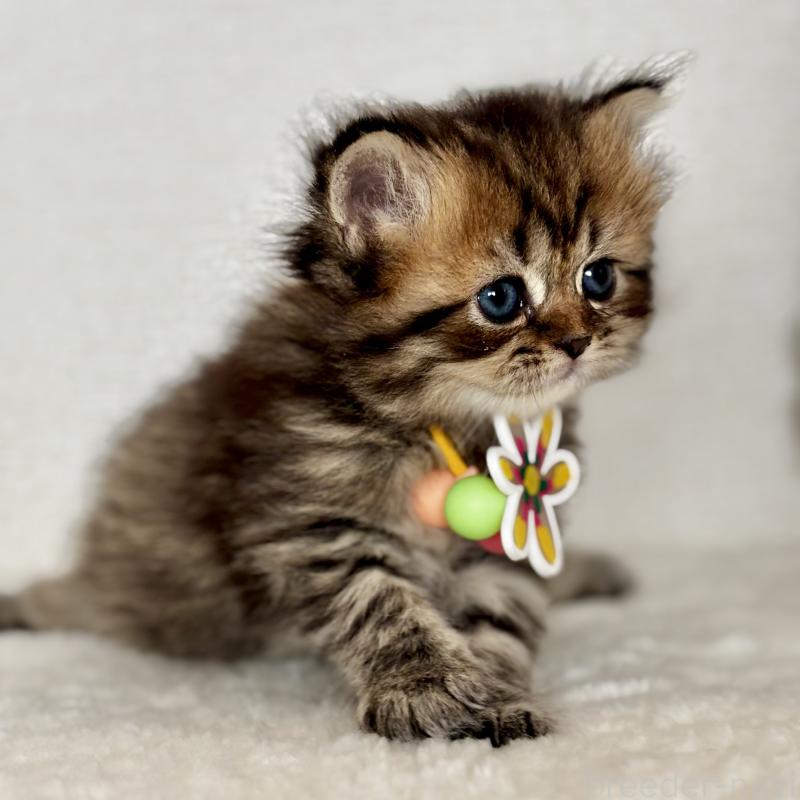 販売中の埼玉県のブリティッシュロングヘア-132324の4枚目