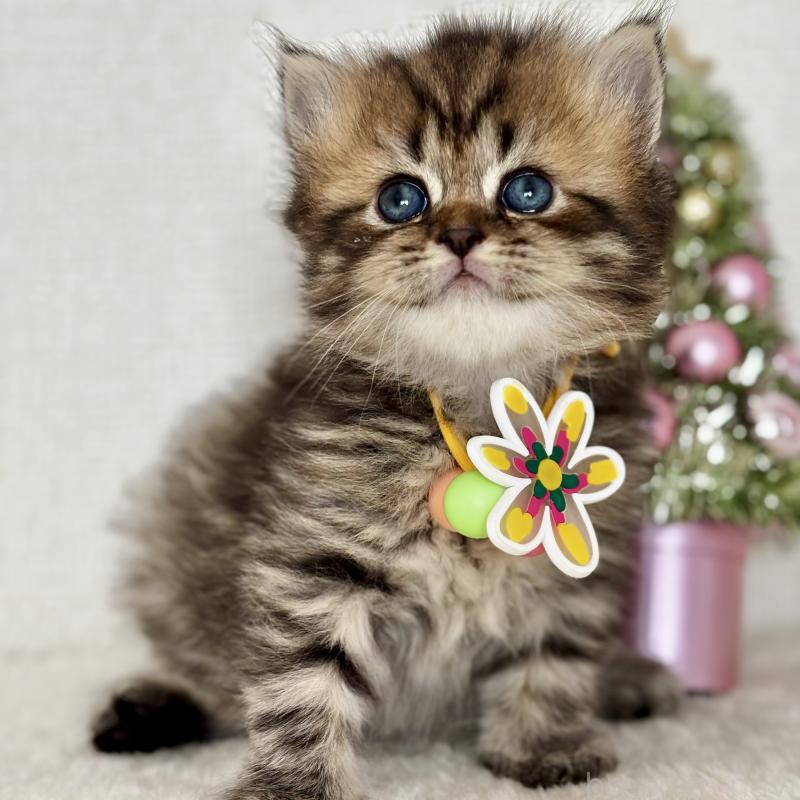 販売中の埼玉県のブリティッシュロングヘア-132324の3枚目