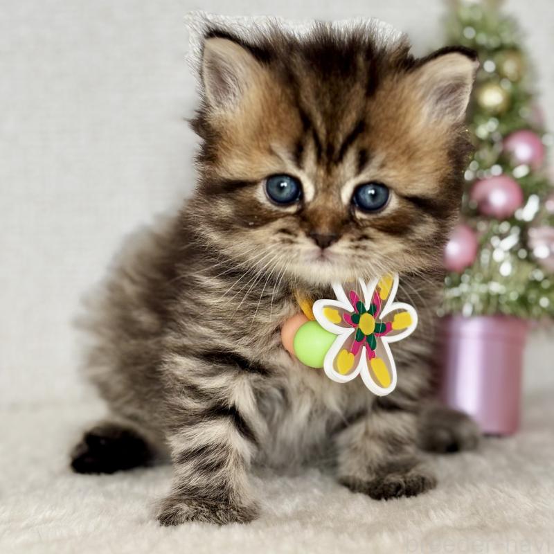 販売中の埼玉県のブリティッシュロングヘア-132324の2枚目