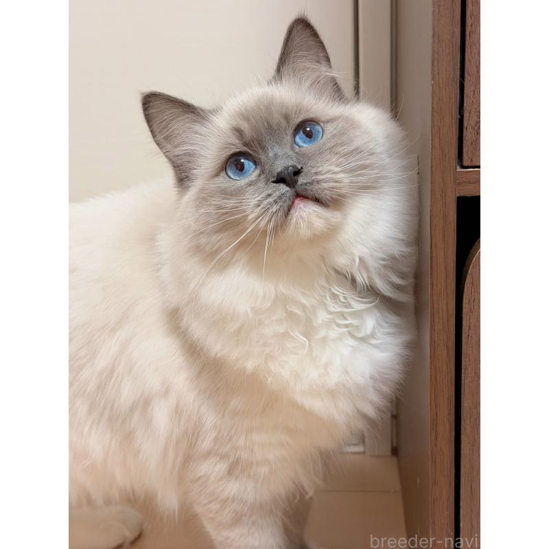 成約済の神奈川県のラグドール-119438の2枚目