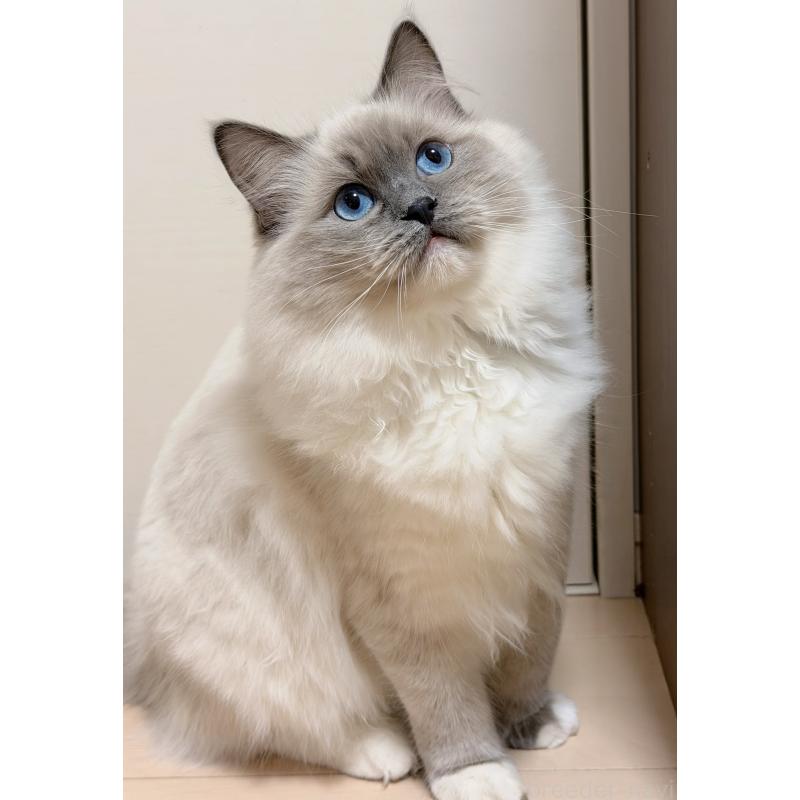 販売中の神奈川県のラグドール-119438