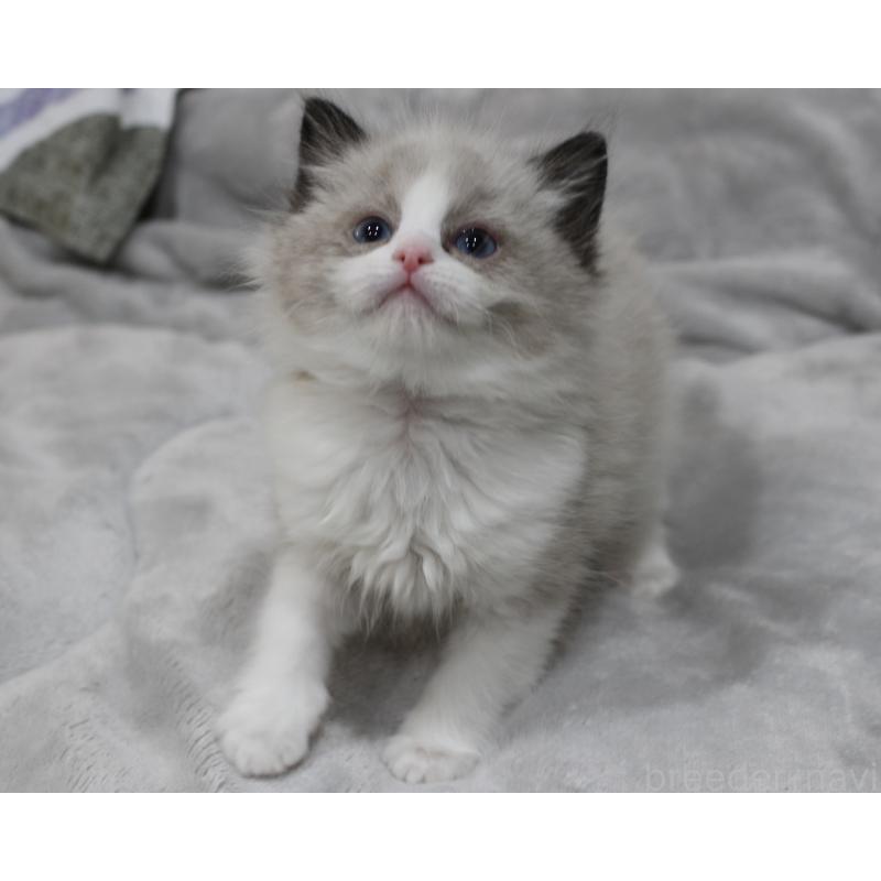 販売中の山梨県のラグドール-131707の6枚目