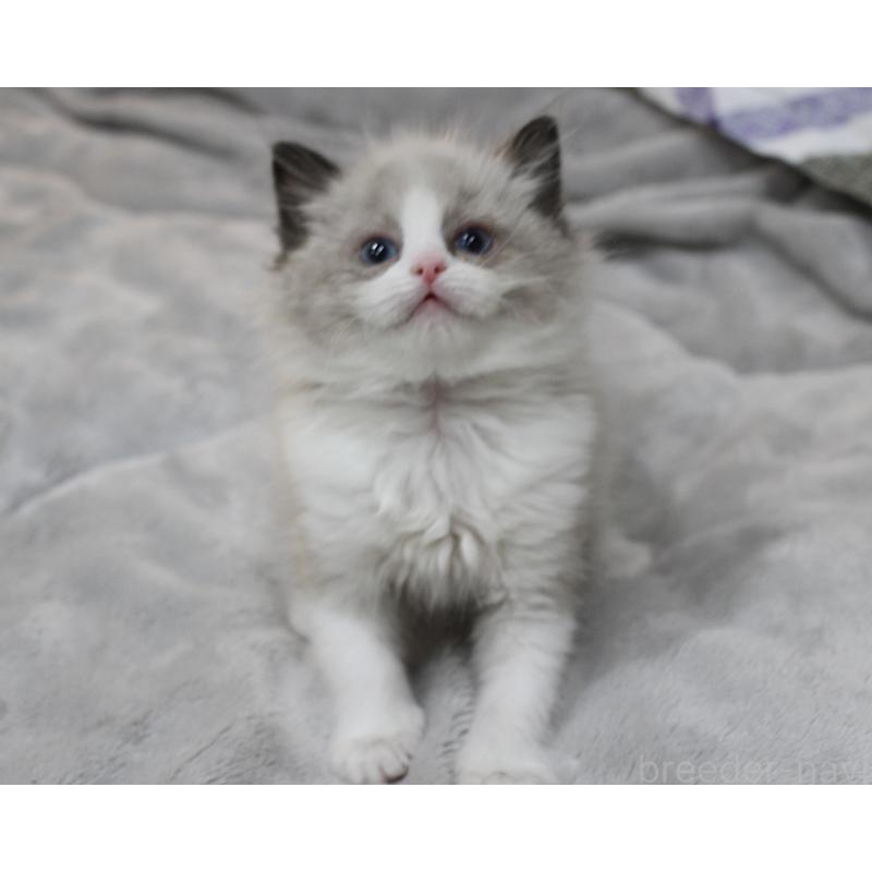 販売中の山梨県のラグドール-131707の5枚目