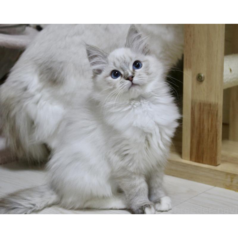 販売中の山梨県のラグドール-129973の5枚目