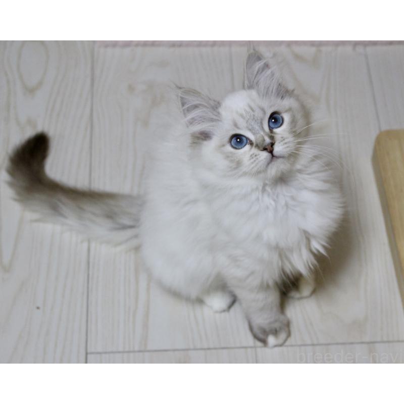 販売中の山梨県のラグドール-129973の4枚目