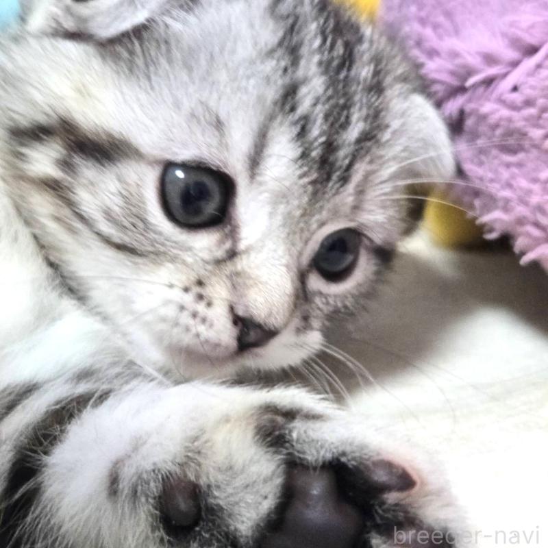 成約済の群馬県のスコティッシュフォールド-131216の3枚目