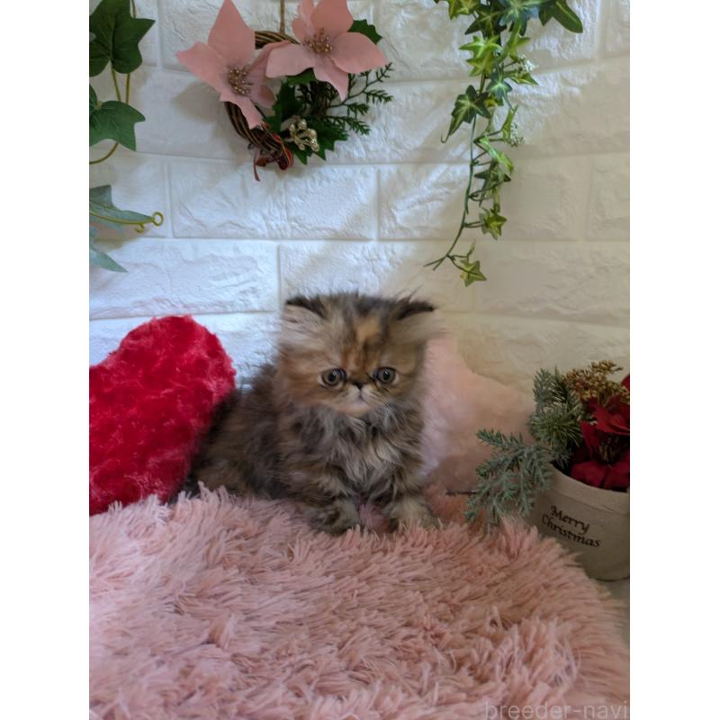 販売中の青森県のエキゾチックロングヘア-132289の12枚目