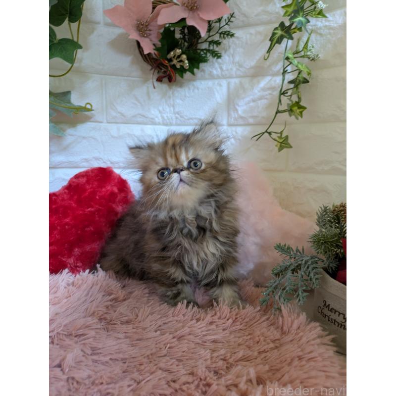 販売中の青森県のエキゾチックロングヘア-132289の11枚目