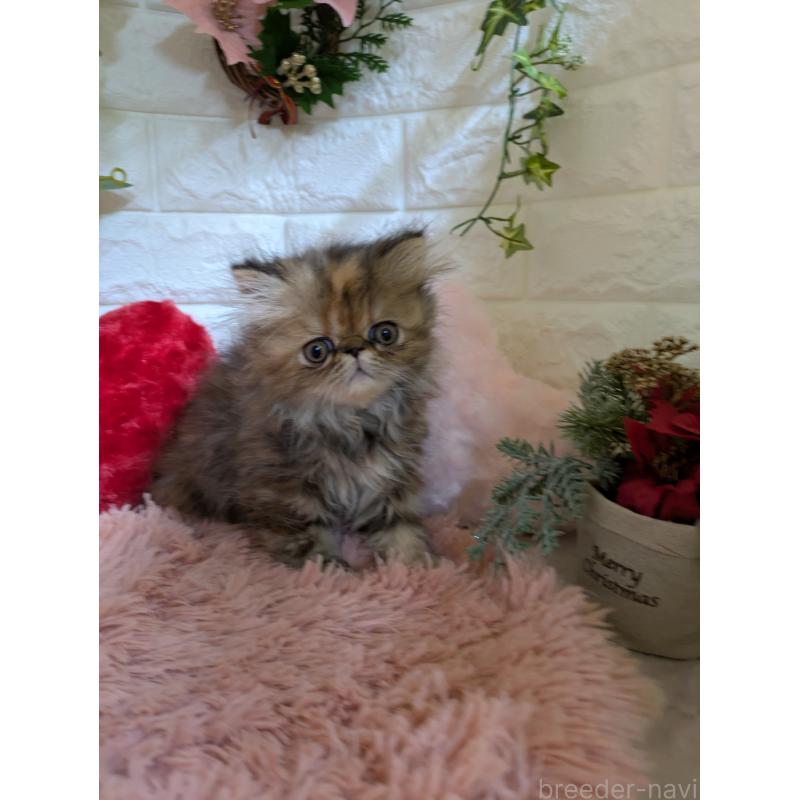 販売中の青森県のエキゾチックロングヘア-132289の10枚目