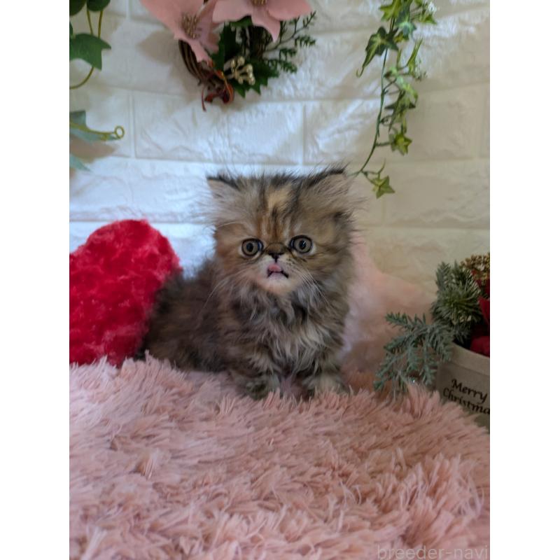 販売中の青森県のエキゾチックロングヘア-132289の9枚目