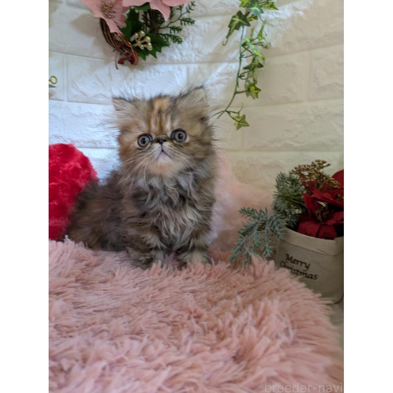 販売中の青森県のエキゾチックロングヘア-132289の8枚目