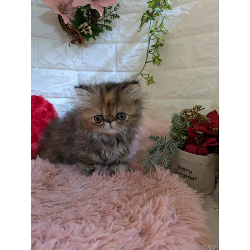 販売中の青森県のエキゾチックロングヘア-132289の7枚目