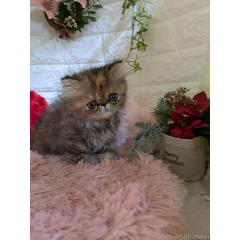 販売中の青森県のエキゾチックロングヘア-132289の6枚目