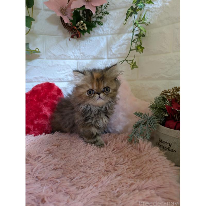 販売中の青森県のエキゾチックロングヘア-132289の5枚目