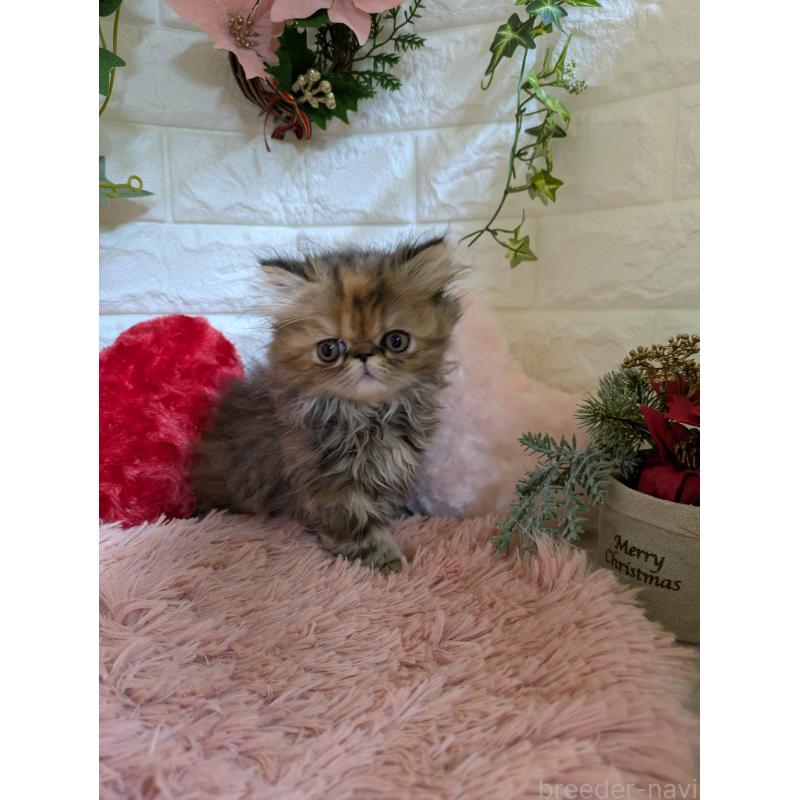 販売中の青森県のエキゾチックロングヘア-132289の4枚目