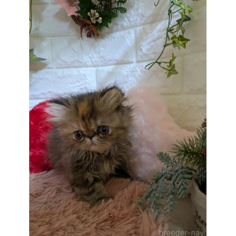 販売中の青森県のエキゾチックロングヘア-132289の2枚目