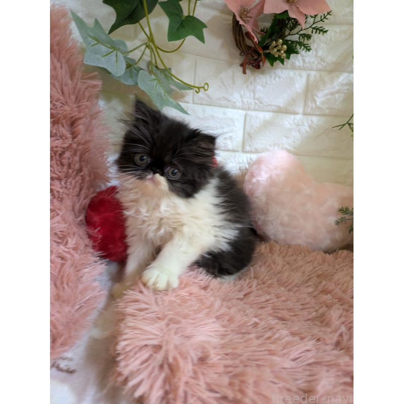 販売中の青森県のエキゾチックロングヘア-131458の10枚目