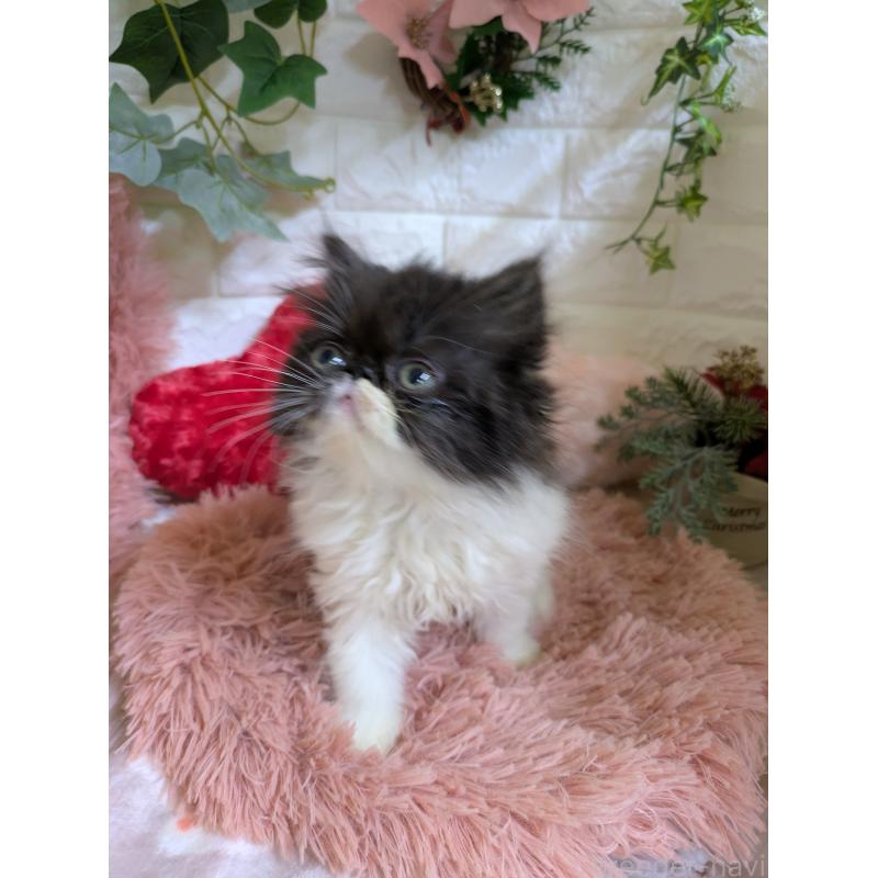 販売中の青森県のエキゾチックロングヘア-131458の9枚目