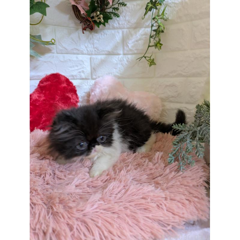 販売中の青森県のエキゾチックロングヘア-131458の7枚目